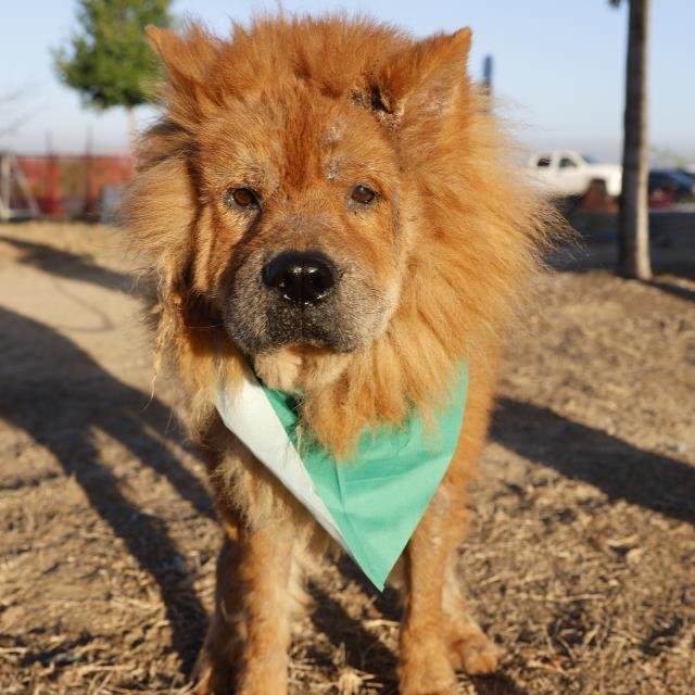 BUCK - Chow Chow available for adoption