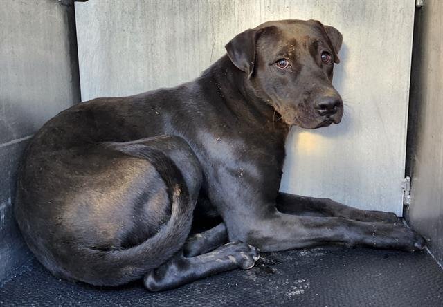 VITO - Labrador Retriever available for adoption