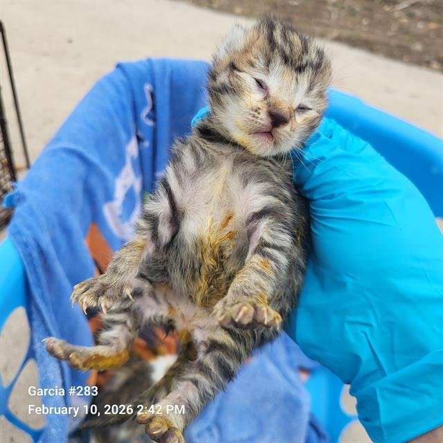 ALVIN - Domestic Short Hair available for adoption