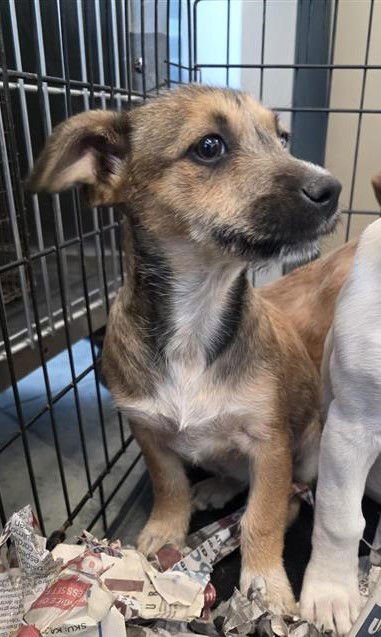 TANYA - Terrier available for adoption