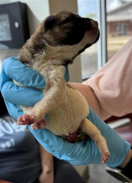 PENNY - Husky available for adoption