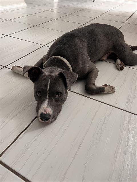 PAUL - American Staffordshire Terrier available for adoption