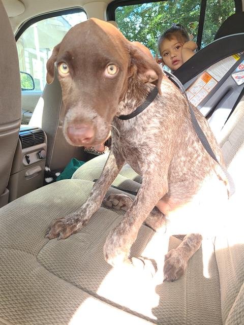 LITTLE BOY - German Shorthaired Pointer available for adoption