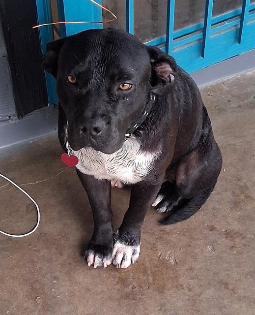 SMOKE - American Staffordshire Terrier available for adoption