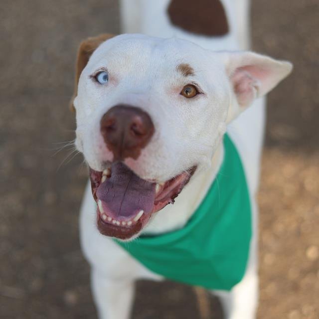 TRES - American Staffordshire Terrier / Boxer available for adoption