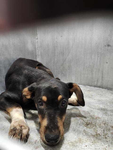 A795193 - Rottweiler available for adoption