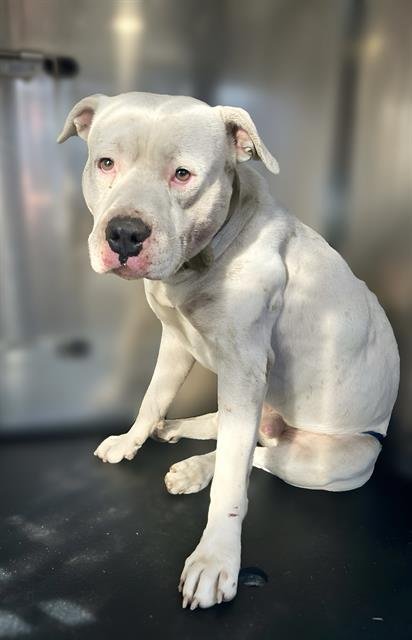 BARTHALOMEW - American Bulldog available for adoption