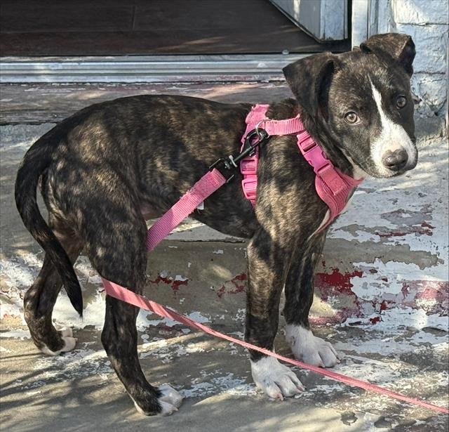 SATIVA - American Staffordshire Terrier available for adoption