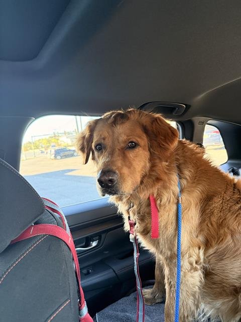 REX - Golden Retriever available for adoption
