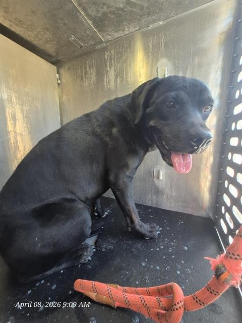 CINDERELLA - Labrador Retriever available for adoption