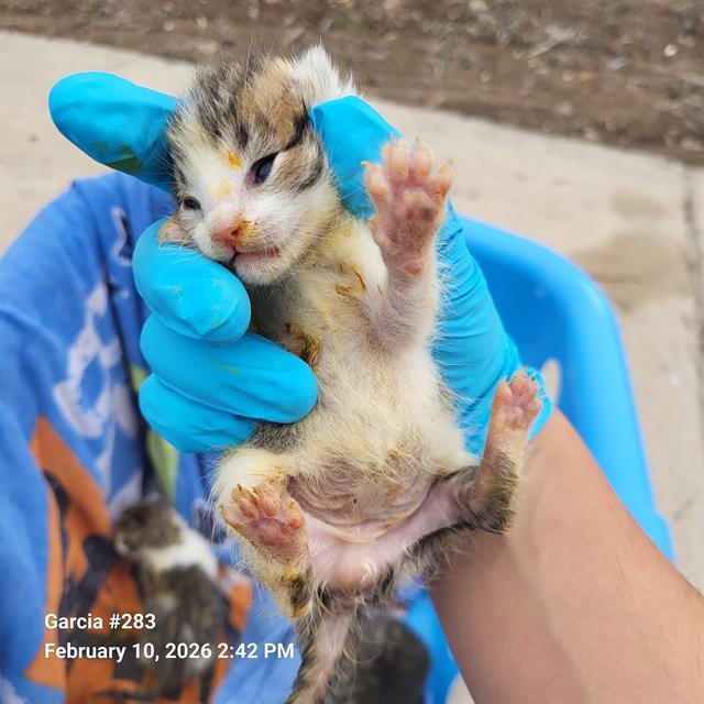 SIMON - Domestic Short Hair available for adoption