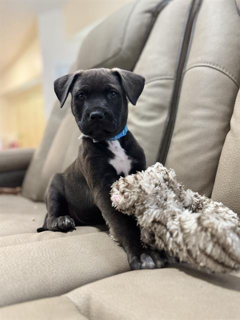 SMOKEY VEJAR - Rottweiler available for adoption