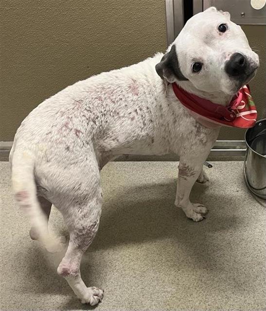 SUNNY - American Staffordshire Terrier available for adoption