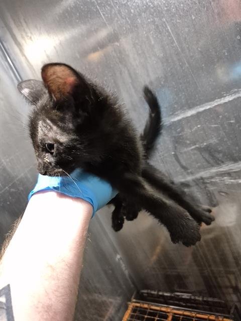PEGGY - Domestic Short Hair available for adoption