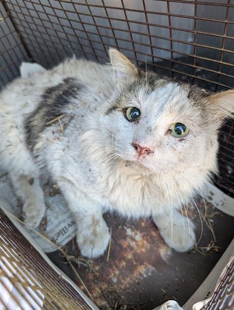 NELSON - Domestic Long Hair available for adoption