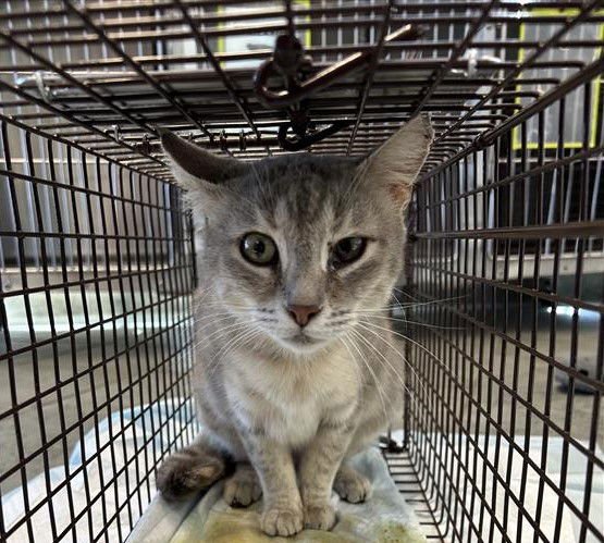 LUNA - Domestic Short Hair available for adoption