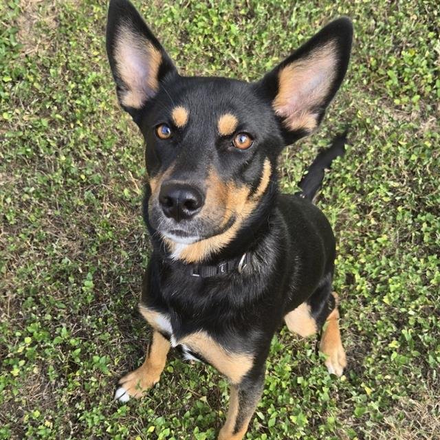 CLAIRE-BEAR - Terrier available for adoption