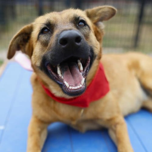 SODA - Belgian Shepherd Malinois available for adoption