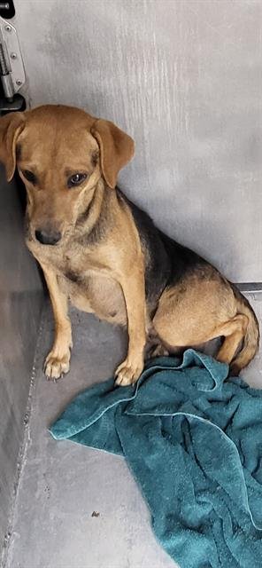 DAISY - Labrador Retriever available for adoption