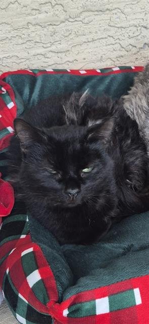 SALEM - Domestic Short Hair available for adoption