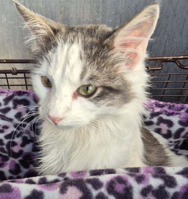 TRIGGER - Domestic Long Hair available for adoption