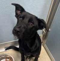 WOOLY BULLY - Photo 1