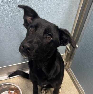 WOOLY BULLY - German Shepherd Dog / Catahoula Leopard Dog available for adoption