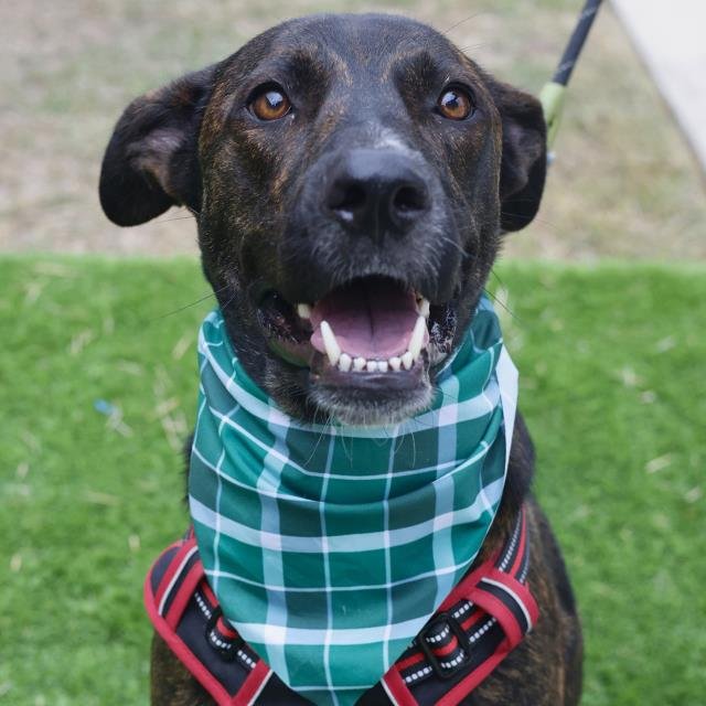 LUCKY - Labrador Retriever available for adoption