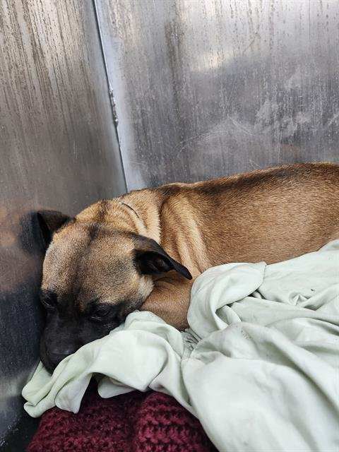 BABY - Pug available for adoption