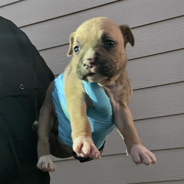 A793483 - Boxer available for adoption