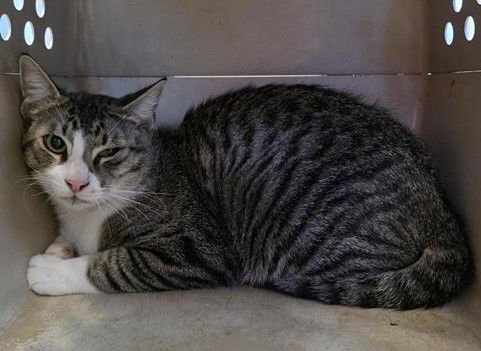 SONNY - Domestic Short Hair available for adoption