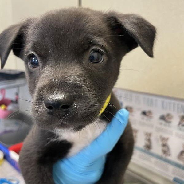 PUP 2 - American Staffordshire Terrier available for adoption