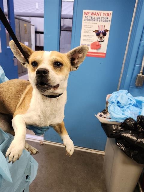 TATE - Terrier available for adoption