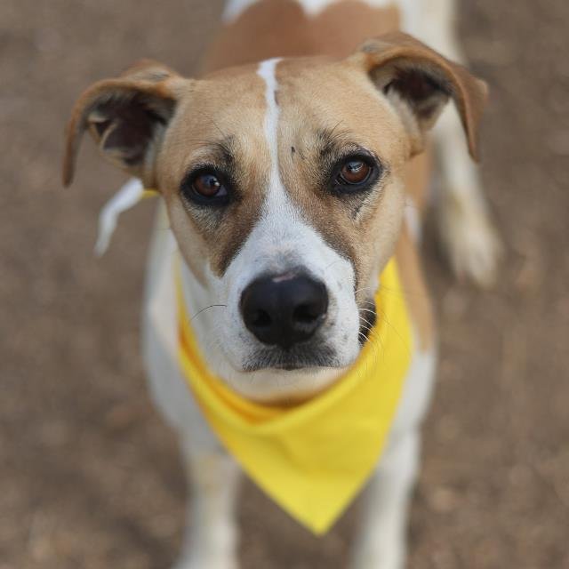 SHONDA - American Staffordshire Terrier available for adoption