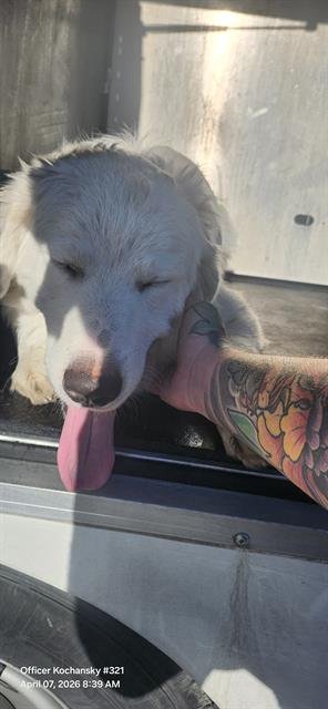 FRANCO - Great Pyrenees available for adoption