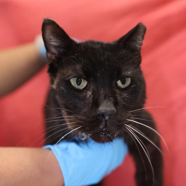 DOVE - Domestic Short Hair available for adoption