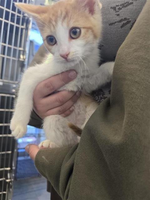 TARIN - Domestic Short Hair available for adoption