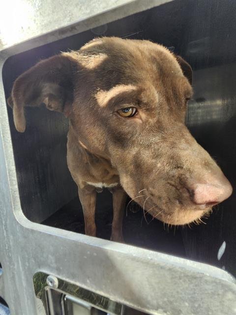 A789144 - Labrador Retriever available for adoption