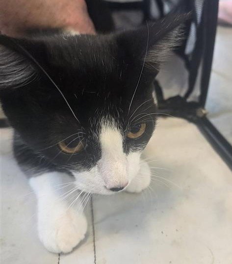 CAITLIN - Domestic Short Hair available for adoption