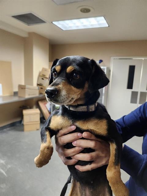 CHLOE - Chihuahua available for adoption