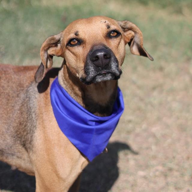 BABYGIRL - Labrador Retriever available for adoption