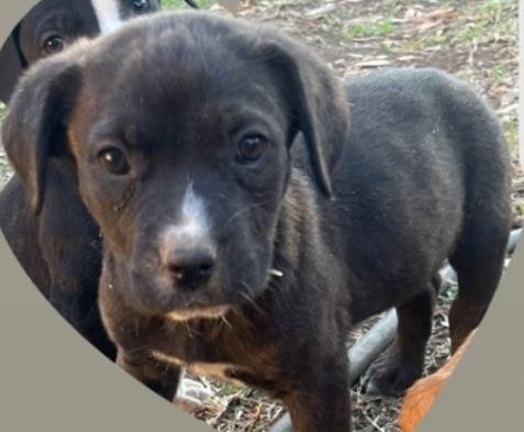 BROWNIE - Labrador Retriever / American Staffordshire Terrier available for adoption