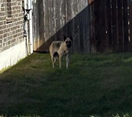 ZOEY - German Shepherd Dog available for adoption