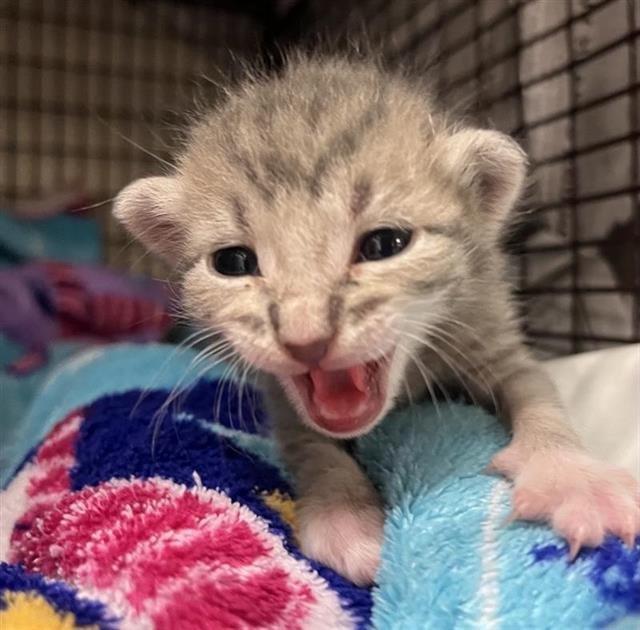 BROWNIE - Domestic Short Hair available for adoption