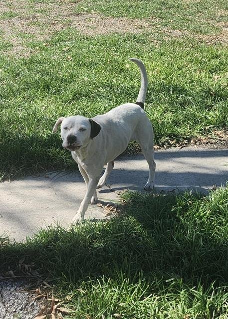 AVA - American Staffordshire Terrier available for adoption