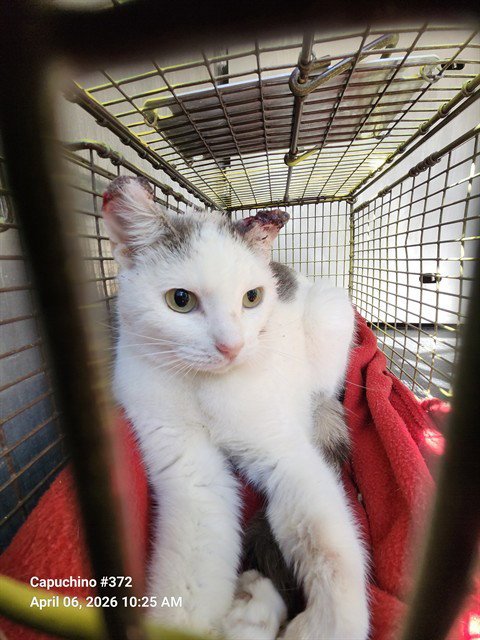 SHIRLEY - Domestic Short Hair available for adoption