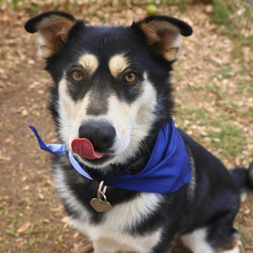 ZEUS - Husky available for adoption
