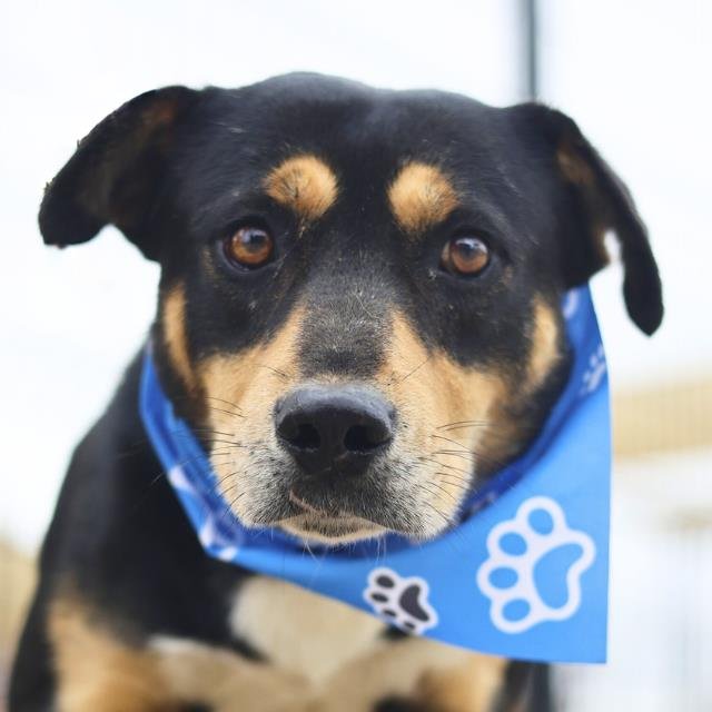 BASTION - Labrador Retriever available for adoption