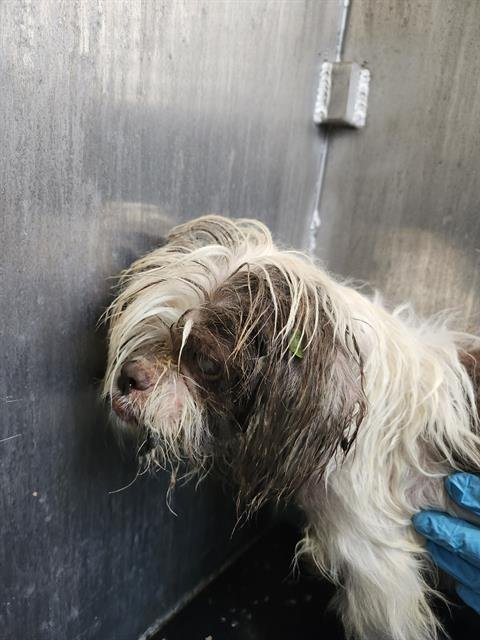 ROLIE - Shih Tzu available for adoption