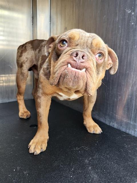 BUGSY - American Bulldog available for adoption